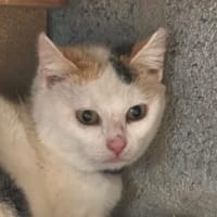 LISA, chatte à adopter