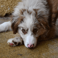 Comète, chienne à adopter