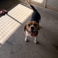 GEORGIE, chien à adopter