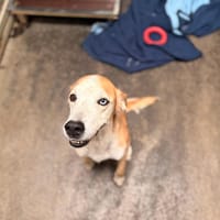 WENDY, chienne à adopter