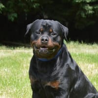 VOLF CHAO, chien à adopter