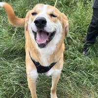 SPIRIT VAA, chien à adopter