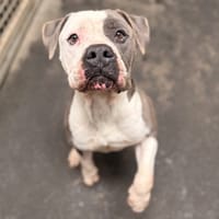 XALBAT, chien à adopter