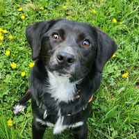 PENTAX, chien à adopter