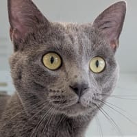 Onyx, chat à adopter