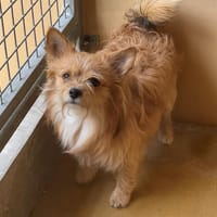 FILOU, chien à adopter
