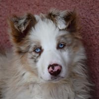 Lika, chienne à adopter
