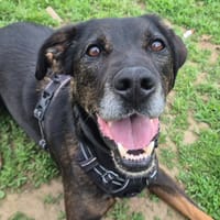 LOULOU QCN, chien à adopter