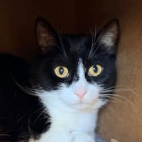 OREO, chatte à adopter