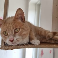 Citrouille, chat à adopter