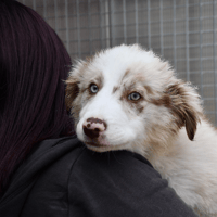 Cosmos, chien à adopter