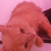 King, chat à adopter