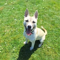 BOOBA (PROMIS), chien à adopter
