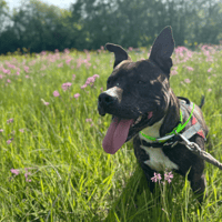 SNOOP, chien à adopter