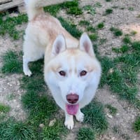 ROKY, chien à adopter