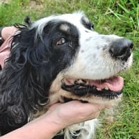 SIMBA, chien à adopter
