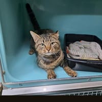 ESPOIR (promis), chat à adopter
