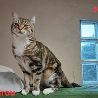 Tigrou, chat à adopter