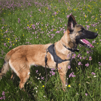 APOLLO, chien à adopter