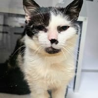 SULLY, chat à adopter