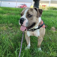 BOUBOU, chien à adopter