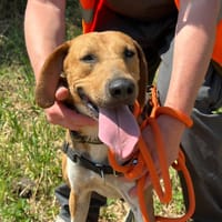 SNOW, chien à adopter