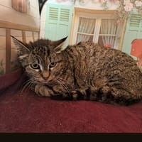 SHANEL, chatte à adopter