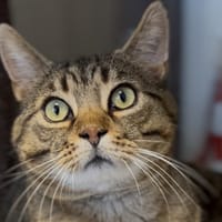 JIVE, chat à adopter
