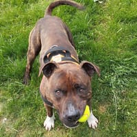 P'TIT BOY, chien à adopter