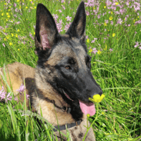 VENUS, chienne à adopter