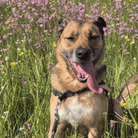DARYL, chien à adopter