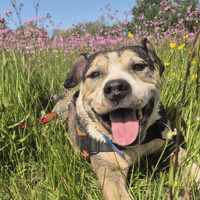 GOLIATH, chien à adopter