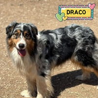 DRACO, cane da adottare
