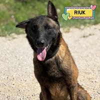 RIUK, cane da adottare