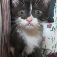 SAUTERELLE A ADOPTER AVEC UN CHAT DEJA PRÉSENT CHEZ VOUS, chatte à adopter