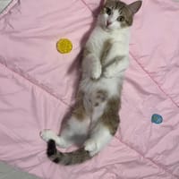 Louna, chatte à adopter