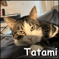 Tatami, chat à adopter