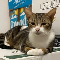 BONBONETTE, chatte à adopter