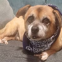 Polux, chien à adopter