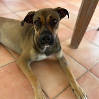 SPICY, chienne à adopter