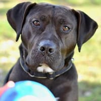 KISMAS, chien à adopter