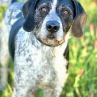 TOURKY, chien à adopter