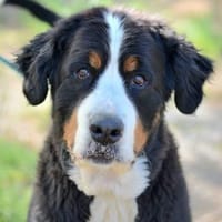 OMER, chien à adopter