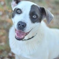 STELLA, chienne à adopter