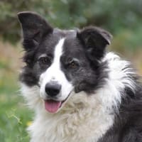 ABBY, chienne à adopter
