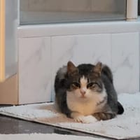 Bura und Pigi gemeinsam, Katze zur Adoption