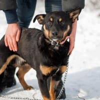 Dobby - Zuhause gesucht, Hund zur Adoption