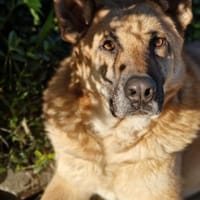 Wronik mit großem Herz, Hund zur Adoption