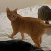 Zutraulicher Sully sucht sein Zuhause, Kater zur Adoption