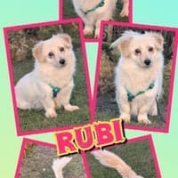 kleine süße Rubi auf PS in 92278, Hündin zur Adoption